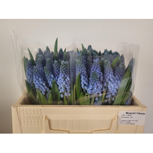 MUSCARI CAROLA