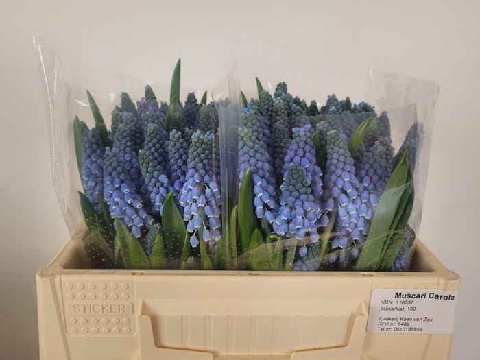 <h4>MUSCARI CAROLA</h4>