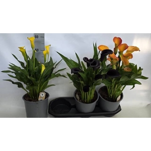 .Zantedeschia gemengd 3 kleuren