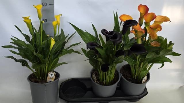 <h4>.Zantedeschia gemengd 3 kleuren</h4>