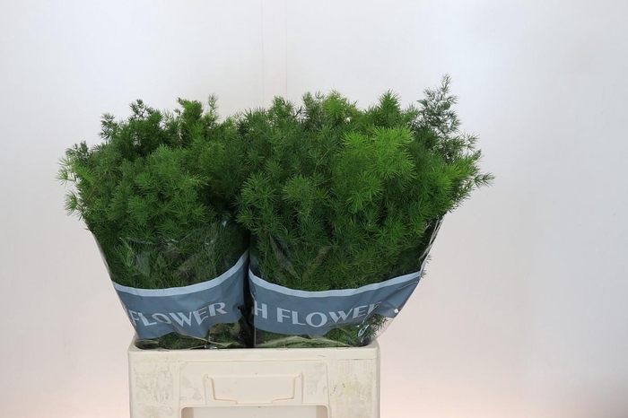 <h4>Asparagus Umbellatus</h4>