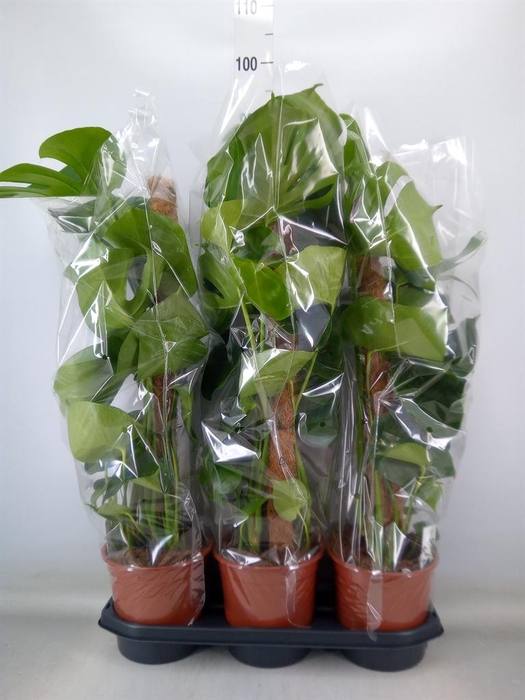 <h4>Monstera delic.</h4>