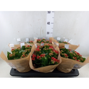 Kalanchoe blos. 'RosDon Justino'