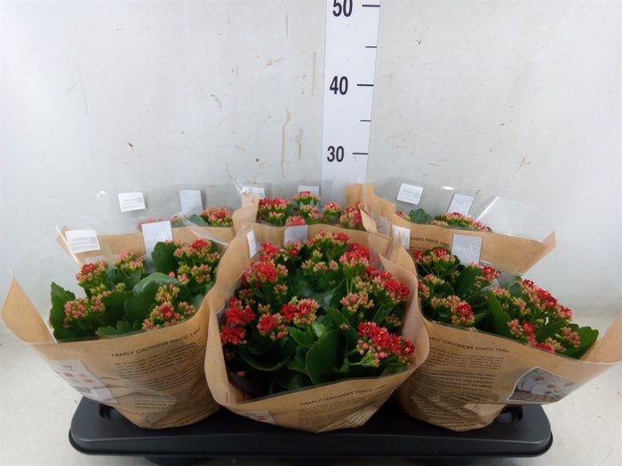 <h4>Kalanchoe blos. 'RosDon Justino'</h4>