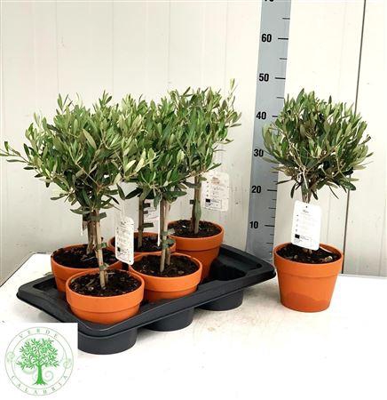<h4>Olea Europaea In Terracotta Pot</h4>
