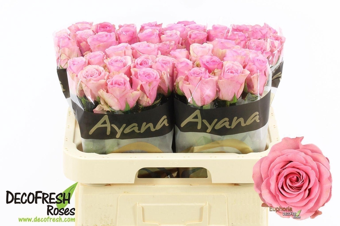 <h4>Rosa GR 'Euphoria'</h4>