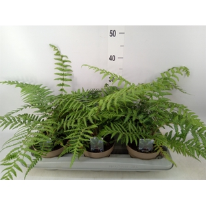 Dicksonia antarctica