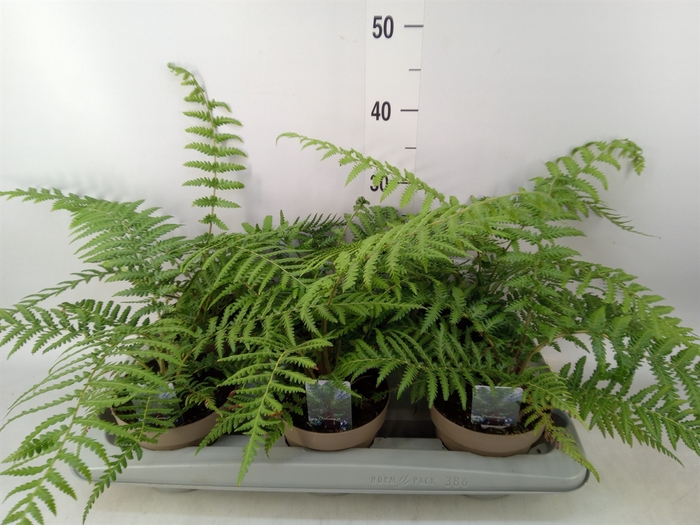 <h4>Dicksonia antarctica</h4>