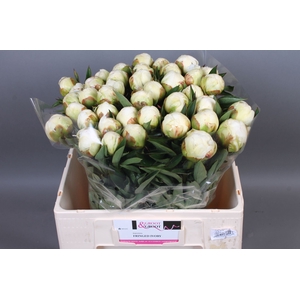 Paeonia Fringed Ivory | Heavy Quality
