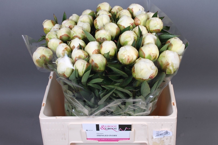 Paeonia Fringed Ivory | Heavy Quality
