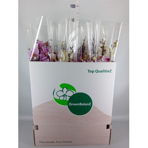 Phalaenopsis   ...mix
