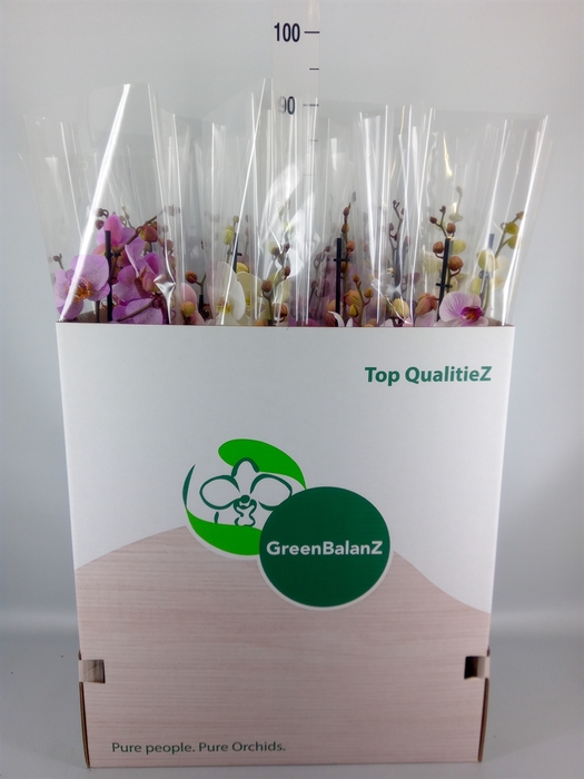 <h4>Phalaenopsis   ...mix</h4>