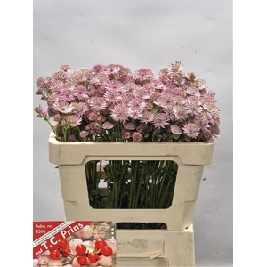ASTR PINK SENSATION
