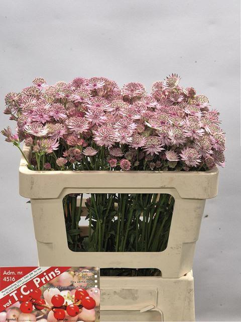 <h4>ASTR PINK SENSATION</h4>