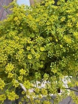 ANET GRAVEOLENS