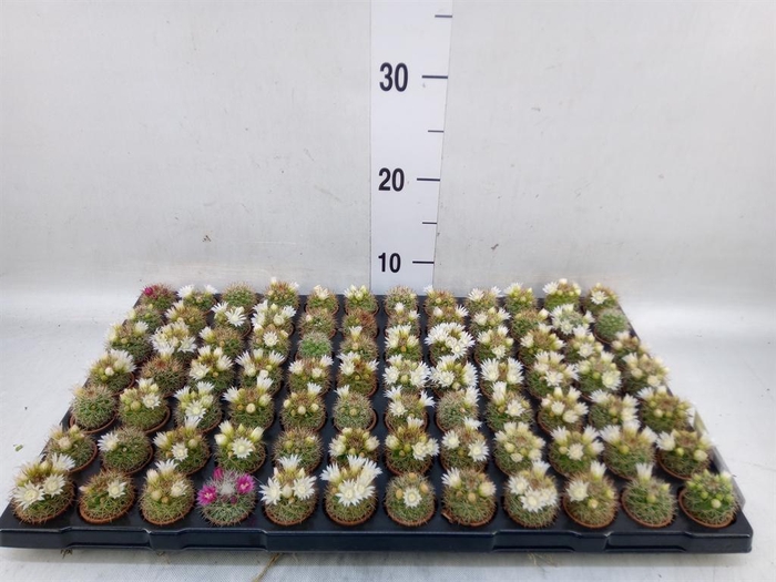 <h4>Cactus   ...mix</h4>