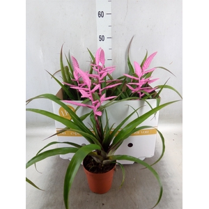 Tillandsia  'Andreas'