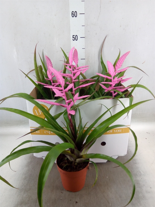 <h4>Tillandsia  'Andreas'</h4>