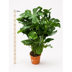 MONSTERA DELICIOSA
