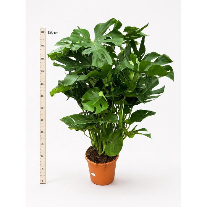 <h4>MONSTERA DELICIOSA</h4>