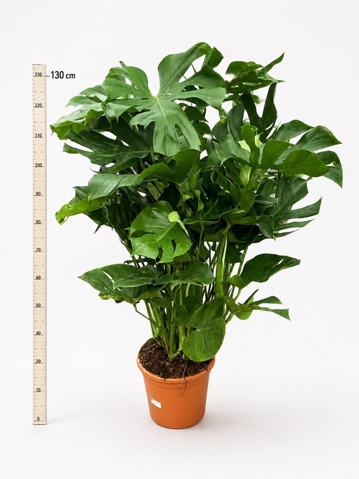 MONSTERA DELICIOSA