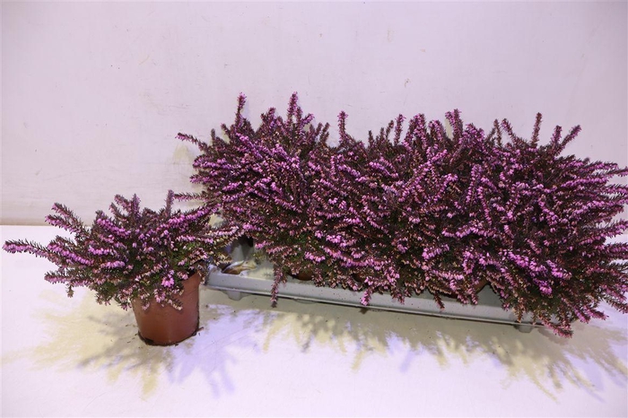 <h4>arr8 Eric Da Ov</h4>