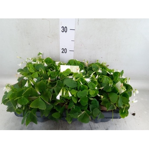 Oxalis trian. ssp papilion.