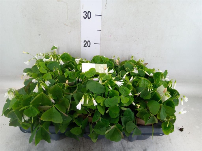 <h4>Oxalis trian. ssp papilion.</h4>