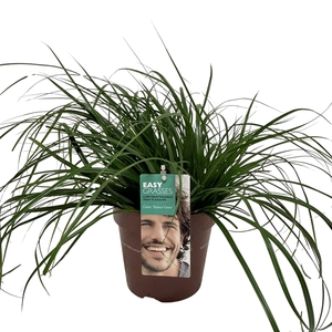 Carex oshimensis Intense Green