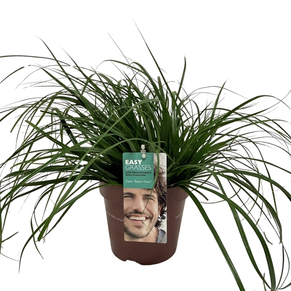 <h4>Carex oshimensis Intense Green</h4>