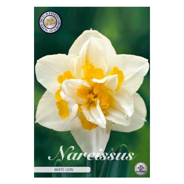 <h4>Narcissus Double White Lion x5 14/16</h4>