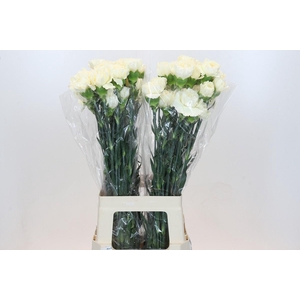 Dianthus St Rodas Creme