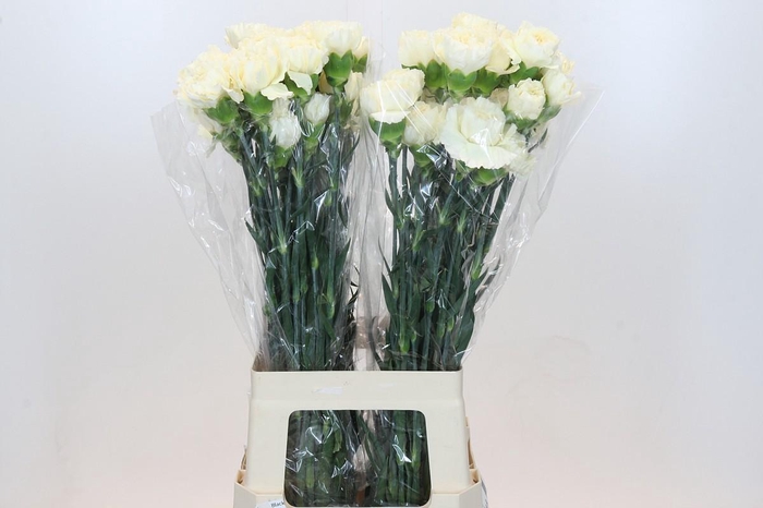 Dianthus St Rodas Creme