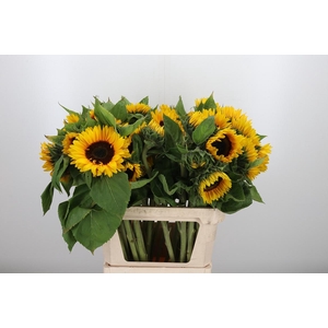 Helianthus Sunrich Orang