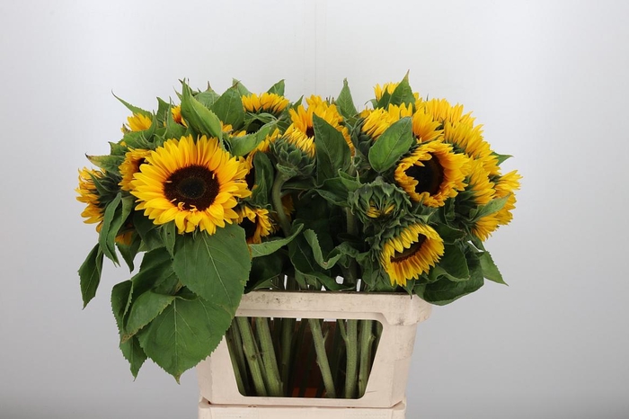 <h4>Helianthus Sunrich Orang</h4>