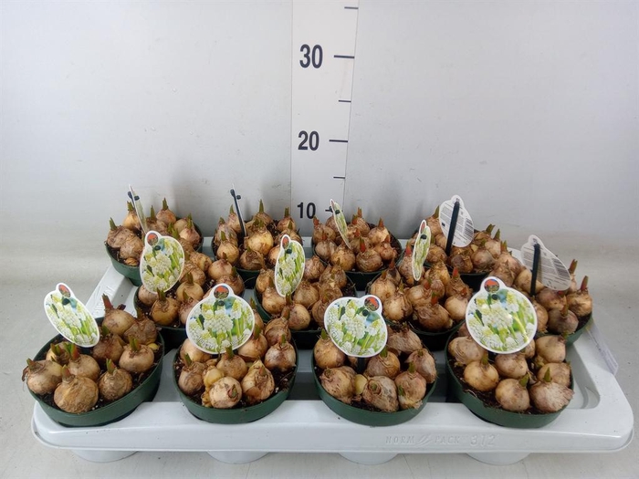 <h4>Muscari ...</h4>