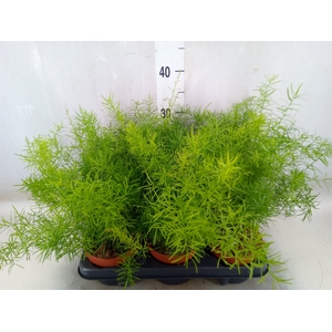 Asparagus dens. 'Sprengeri'