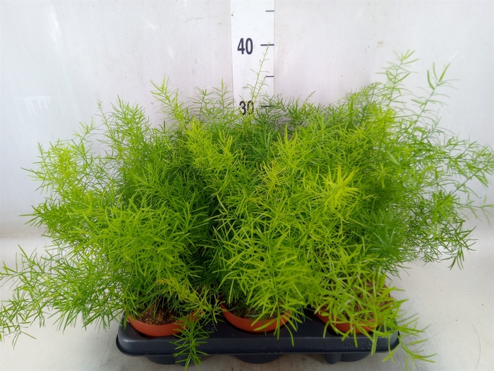 <h4>Asparagus dens. 'Sprengeri'</h4>