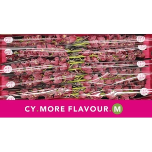 Mini cymbidium 'Rincon' 60 cm