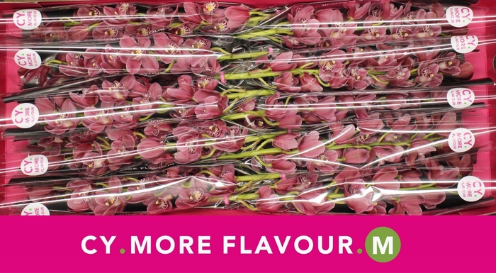 <h4>Mini cymbidium 'Rincon' 60 cm</h4>