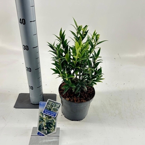 Sarcococca ruscifolia