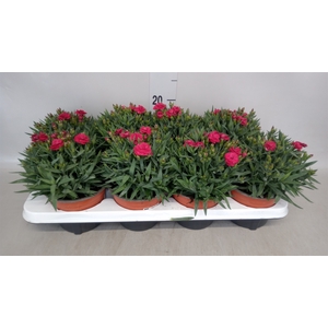 Dianthus car. 'Peman'