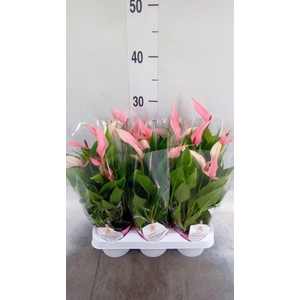 Anthurium andr. 'Lilli'