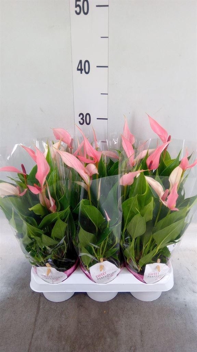 <h4>Anthurium andr. 'Lilli'</h4>