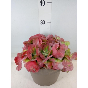 Kalanchoe NF thyrsiflora