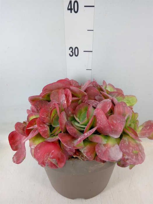 <h4>Kalanchoe NF thyrsiflora</h4>