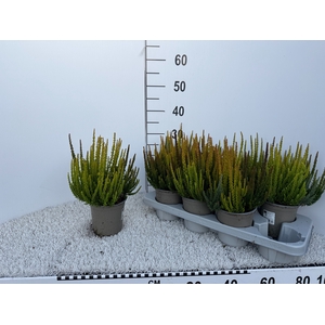 CALLU SKYLINE TRIO G