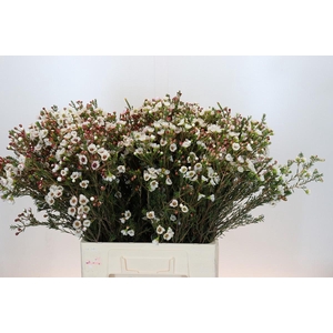 Chamelaucium Moonlight Delight