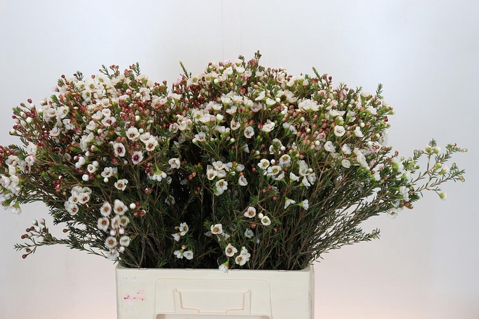 <h4>Chamelaucium Moonlight Delight</h4>