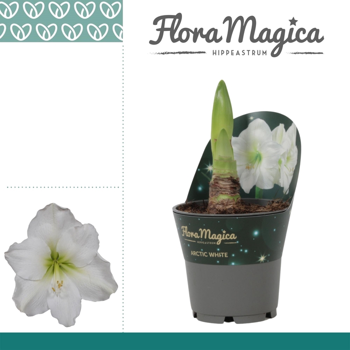 <h4>Amaryllis Arctic White 2 knop in Potkraag</h4>
